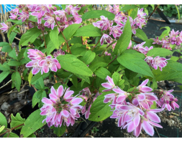 Deutzie - Deutzia Tourbillon Rouge - Deutzia hybrida Strawberry Fields