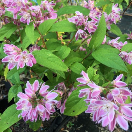 Deutzie - Deutzia Tourbillon Rouge - Deutzia hybrida Strawberry Fields