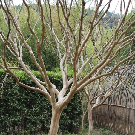 Crape myrtle  - Crepeflower - Lagerstroemia indica Etoile Rouge