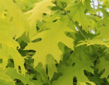 Chêne jaune Boltes Gold