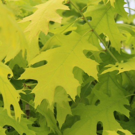 Amerikanische Rot-Eiche Boltes Gold - Quercus rubra Boltes Gold