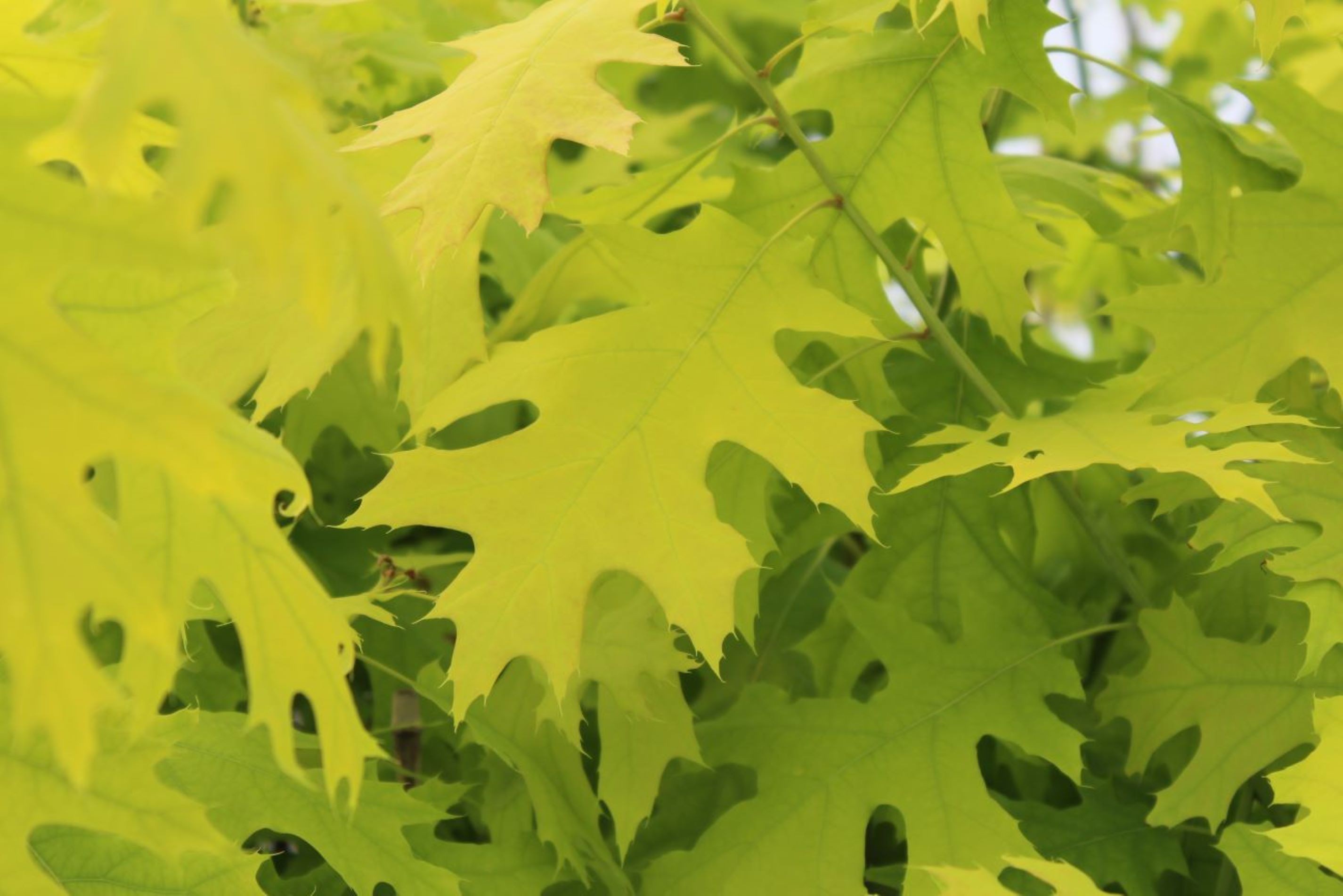 Northern red oak Boltes Gold (in 5-liter pot)