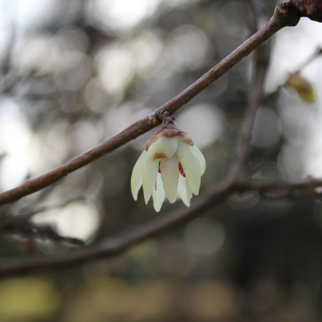 Chinesische Winterblüte - Chimonanthus Praecox