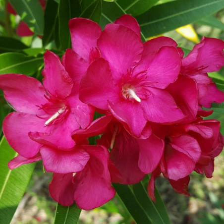Laurier rose Calypso - Nerium Oleander Calypso