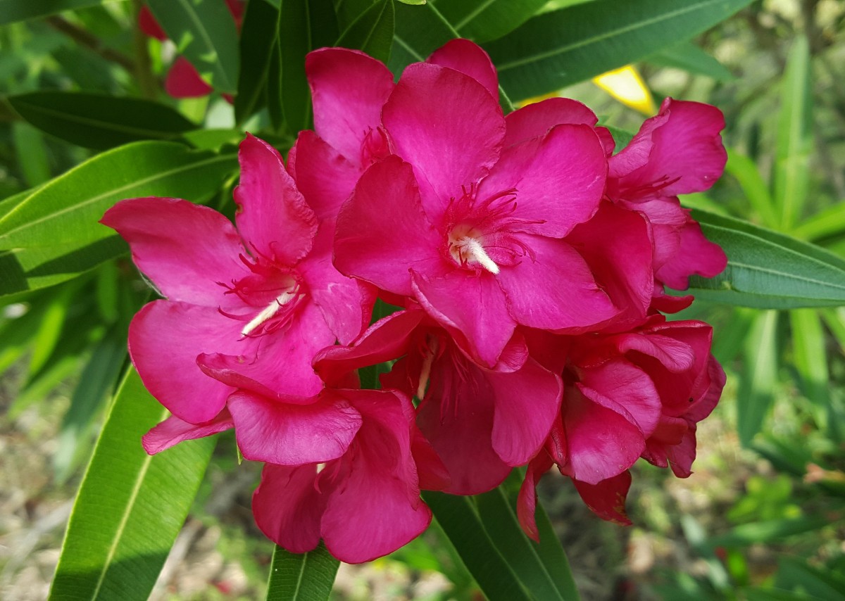 Oleander Calypso