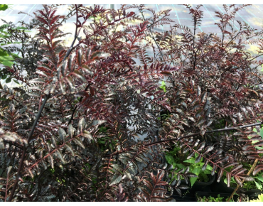 Zanthoxylum Schinifolium Diable Rouge - Jardins du Monde.be