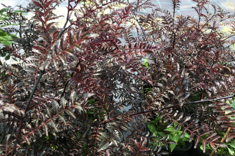 Zanthoxylum Schinifolium Diable Rouge - Jardins du Monde.be