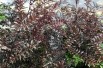 Zanthoxylum Schinifolium Diable Rouge - Jardins du Monde.be