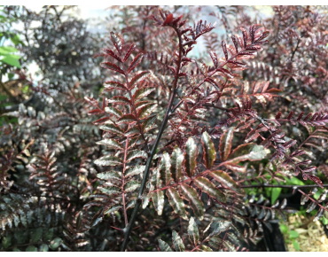 Zanthoxylum Schinifolium Diable Rouge - Jardins du Monde.be