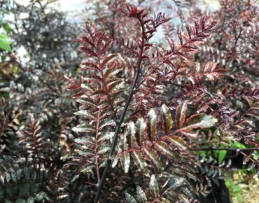 Zanthoxylum Schinifolium Diable Rouge - Jardins du Monde.be