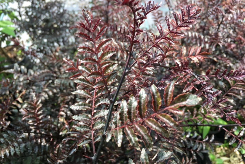 Zanthoxylum Schinifolium Diable Rouge - Jardins du Monde.be