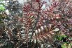 Zanthoxylum Schinifolium Diable Rouge - Jardins du Monde.be