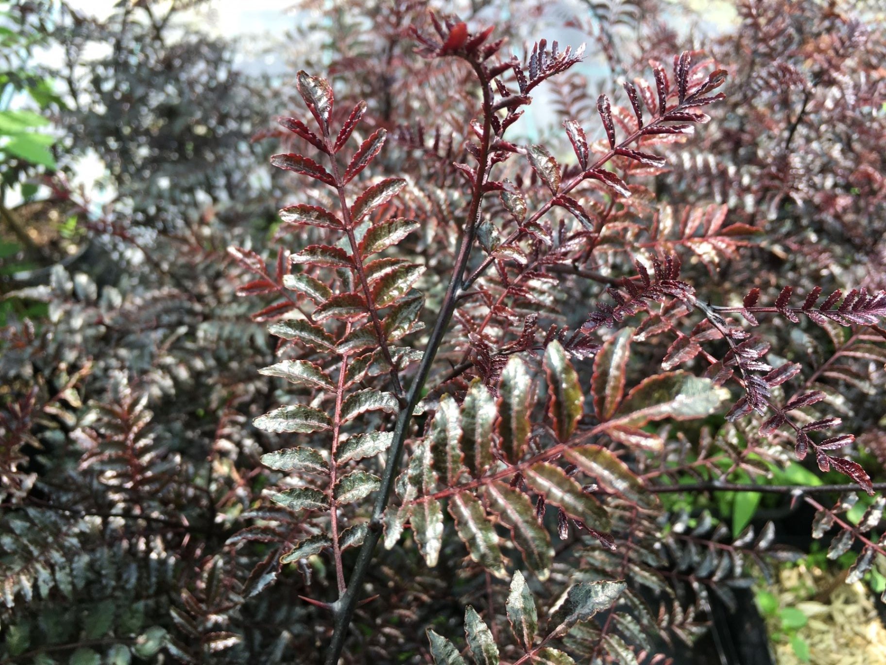 Mastic-leaf prickly ash Diable rouge