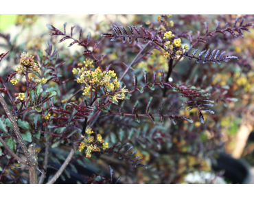 Zanthoxylum Schinifolium Diable Rouge floraison - Jardins du Monde.be
