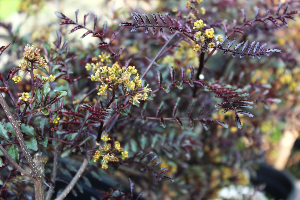 Zanthoxylum Schinifolium Diable Rouge floraison - Jardins du Monde.be
