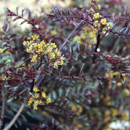 Zanthoxylum Schinifolium Diable Rouge floraison - Jardins du Monde.be