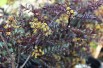 Zanthoxylum Schinifolium Diable Rouge floraison - Jardins du Monde.be