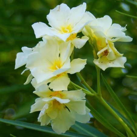 Laurier rose Luteum Plenum - Nerium Oleander Luteum Plenum