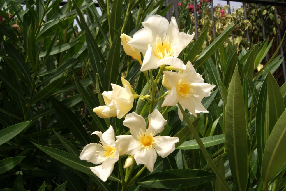 Nerium Oleander Marie gambetta - Jardins du Monde.be