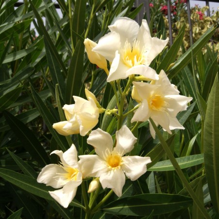 Nerium Oleander Marie gambetta - Jardins du Monde.be