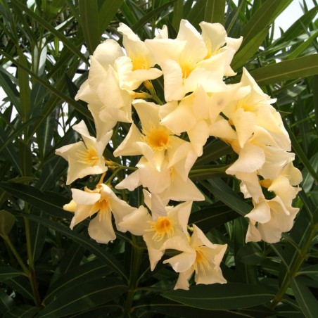 Nerium Oleander Marie gambetta - Jardins du Monde.be
