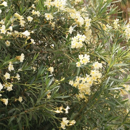 Nerium Oleander Marie gambetta - Jardins du Monde.be
