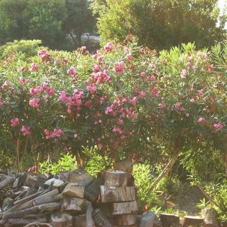 Nerium Oleander Cavalaire - Jardins du Monde.be