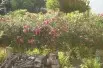 Nerium Oleander Cavalaire - Jardins du Monde.be