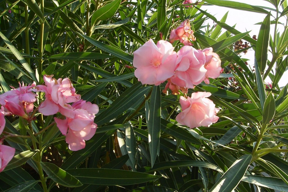 Nerium Oleander Cavalaire - Jardins du Monde.be