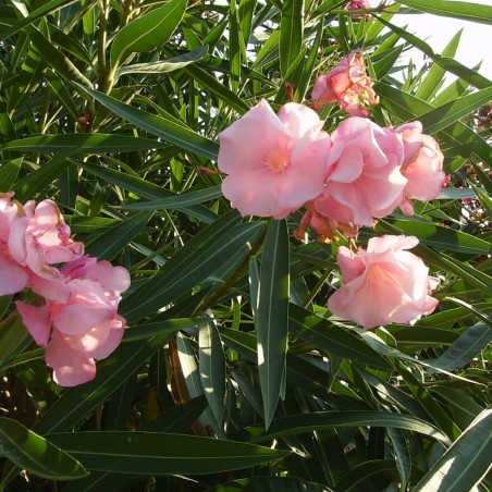 Nerium Oleander Cavalaire - Jardins du Monde.be