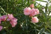 Nerium Oleander Cavalaire - Jardins du Monde.be