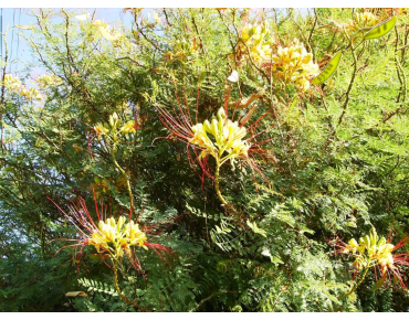 Oiseau du paradis jaune - Caesalpinia gilliesii - Jardins du Monde.be