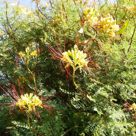 Oiseau du paradis jaune - Caesalpinia gilliesii - Jardins du Monde.be