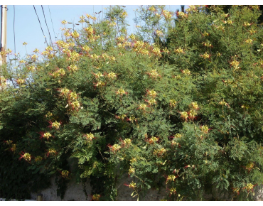Oiseau du paradis jaune - Caesalpinia gilliesii - Jardins du Monde.be