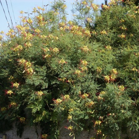 Oiseau du paradis jaune - Caesalpinia gilliesii - Jardins du Monde.be