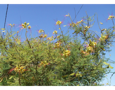 Oiseau du paradis jaune - Caesalpinia gilliesii - Jardins du Monde.be
