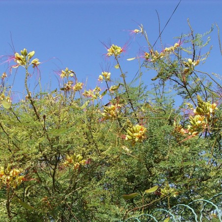 Oiseau du paradis jaune - Caesalpinia gilliesii - Jardins du Monde.be