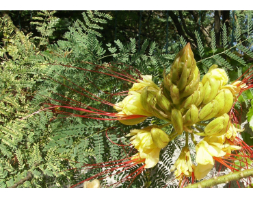 Oiseau du paradis jaune - Caesalpinia gilliesii - Jardins du Monde.be
