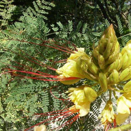 Oiseau du paradis jaune - Caesalpinia gilliesii - Jardins du Monde.be