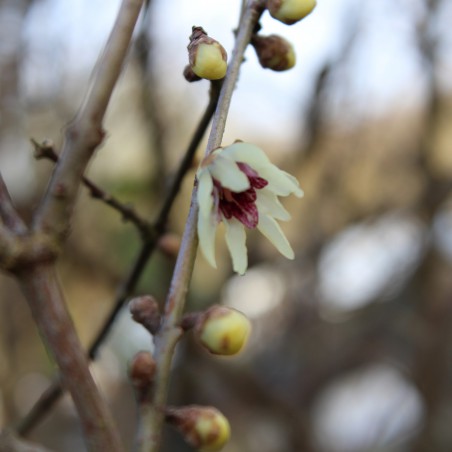 Wintersweet - Chimonanthus Praecox
