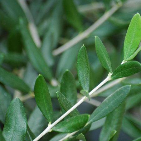 Olivenbaum Frantoio - Olea Europaea Frantoio