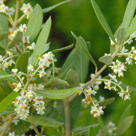 Olivenbaum Frantoio - Olea Europaea Frantoio