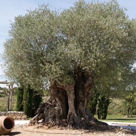 Olivenbaum Frantoio - Olea Europaea Frantoio