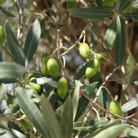 Olivier Frantoio - Olea Europaea Frantoio