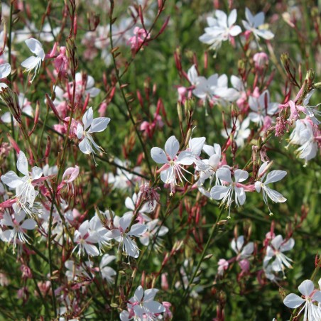 Prachtkerze weiß - Gaura lindheimeri Blanc