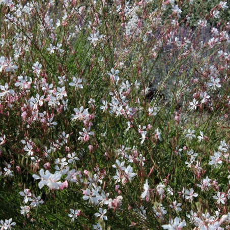 Prachtkaars wit - Gaura lindheimeri Blanc