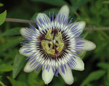 Passiflore bleue