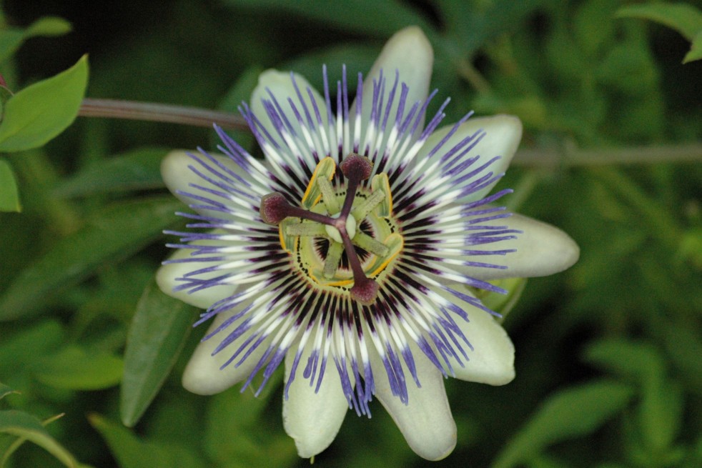 La passiflore bleue (Passiflora caerulea), grimpante un peu