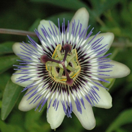 Blaue Passionsblume - Passiflora caerulea