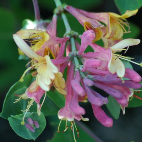 Chèvrefeuille Gold Flame - Lonicera Heckrottii Gold Flame